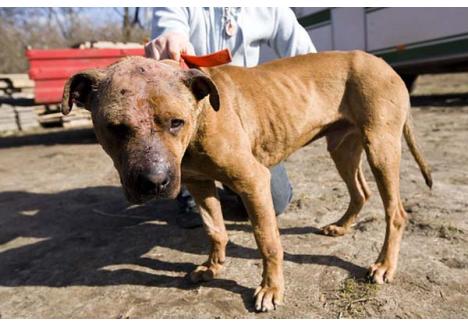 RĂNIT. Tyson (foto), câinele fotbalistului orădean Ramses Gado, a fost găsit de poliţişti sfârtecat, în stare foarte gravă
